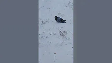 Охота с HATSAN ALPHA